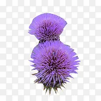 奶蓟草植物图片素材-空若网 奶蓟草植物图片素材-空若网