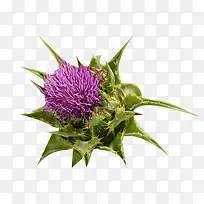 一朵奶蓟草植物图片素材-空若网 一朵奶蓟草植物图片素材-空若网