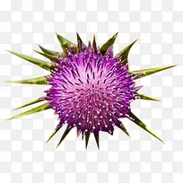 奶蓟草盛开图片素材-空若网 奶蓟草盛开图片素材-空若网