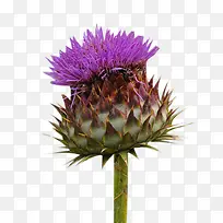 奶蓟草鲜花图片素材-空若网 奶蓟草鲜花图片素材-空若网