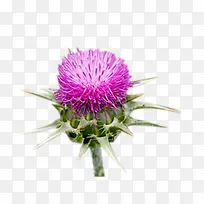 �̼��ݿ���ͼƬ�ز�-������