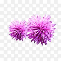 两朵粉奶蓟草图片素材-空若网 两朵粉奶蓟草图片素材-空若网