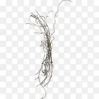 Ư����֦-������