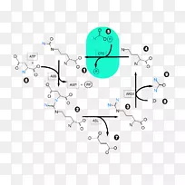 尿素循环生化氨柠檬酸循环-空若网 尿素循环生化氨柠檬酸循环-空若网