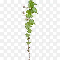 创意摄影墙壁上的植物-空若网 创意摄影墙壁上的植物-空若网