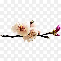 清新夏季白色花朵树枝-空若网 清新夏季白色花朵树枝-空若网