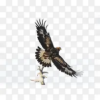 树枝上的飞鹏-空若网 树枝上的飞鹏-空若网