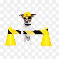 戴安全帽的狗狗-空若网 戴安全帽的狗狗-空若网