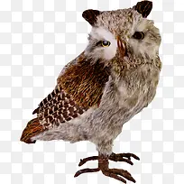 漂亮可爱猫头鹰-空若网 漂亮可爱猫头鹰-空若网