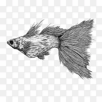 黑白插画大鱼-空若网 黑白插画大鱼-空若网