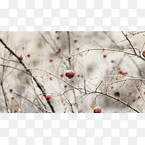 白色树枝上的红色果子海报背景-空若网 白色树枝上的红色果子海报背景-空若网