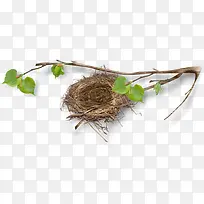 树枝上的鸟巢-空若网 树枝上的鸟巢-空若网