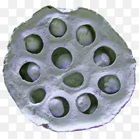 漂亮创意莲蓬-空若网 漂亮创意莲蓬-空若网