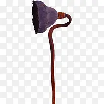 创意设计莲蓬-空若网 创意设计莲蓬-空若网