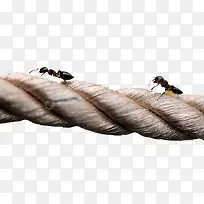 蚂蚁上树-空若网 蚂蚁上树-空若网