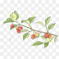 手绘樱桃图-空若网 手绘樱桃图-空若网