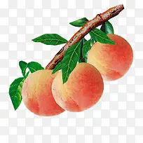 桃子-空若网 桃子-空若网