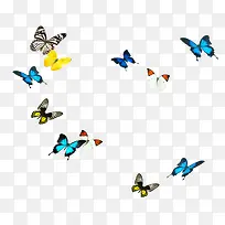 各种蝴蝶-空若网 各种蝴蝶-空若网