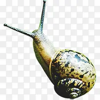 可爱野外蜗牛动物-空若网 可爱野外蜗牛动物-空若网