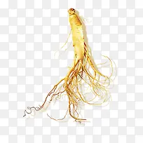 高清摄影金黄色的千年人参-空若网 高清摄影金黄色的千年人参-空若网