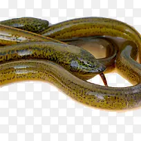 吐舌头鳝鱼-空若网 吐舌头鳝鱼-空若网