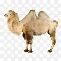 ����-������