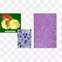 薰衣草紫罗兰紫有机体-真菌-空若网 薰衣草紫罗兰紫有机体-真菌-空若网