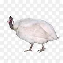 白色珍珠鸡-空若网 白色珍珠鸡-空若网