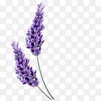 ޹�²��Ա����ʹ�������-������