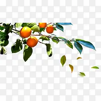 Ê÷Ö¦ÊÁ×Ó¹ûʵ-¿ÕÈôÍø Ê÷Ö¦ÊÁ×Ó¹ûʵ-¿ÕÈôÍø