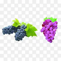葡萄-空若网 葡萄-空若网
