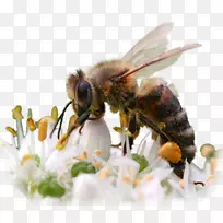 蜜蜂昆虫管-空若网 蜜蜂昆虫管-空若网