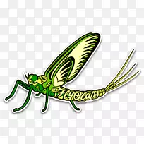 昆虫贴纸飞蝇挂墙贴纸-德雷克-空若网 昆虫贴纸飞蝇挂墙贴纸-德雷克-空若网