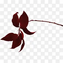 漂亮枝叶-空若网 漂亮枝叶-空若网