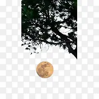 树下的圆月-空若网 树下的圆月-空若网