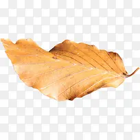 橙色漂亮枯叶-空若网 橙色漂亮枯叶-空若网