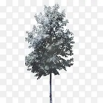 ���������Ӱ�������ľ��Ӱ-������