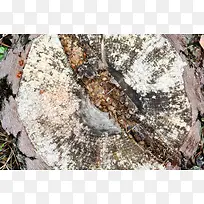 树桩摄影-空若网 树桩摄影-空若网