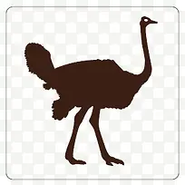 行走的鸵鸟-空若网 行走的鸵鸟-空若网