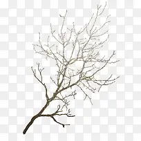 棕色大树-空若网 棕色大树-空若网