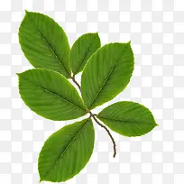 ÂÌÉ«ÂÌÒ¶Ê÷Ö¦-¿ÕÈôÍø ÂÌÉ«ÂÌÒ¶Ê÷Ö¦-¿ÕÈôÍø