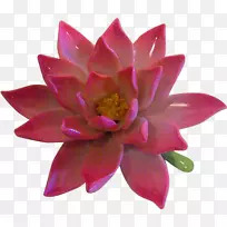 花瓣开花植物水生植物.手绘-空若网 花瓣开花植物水生植物.手绘-空若网