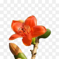 橙色木棉花主视图-空若网 橙色木棉花主视图-空若网