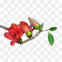 橙色木棉花带绿叶-空若网 橙色木棉花带绿叶-空若网