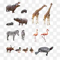 动物图片-空若网 动物图片-空若网