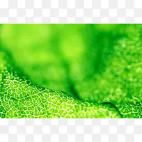 春天叶茎背景-空若网 春天叶茎背景-空若网