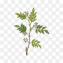 鼠绘花椒树-空若网 鼠绘花椒树-空若网