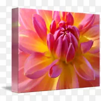 大丽花花卉设计植物花瓣植物花卉-空若网 大丽花花卉设计植物花瓣植物花卉-空若网