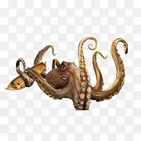 ��Ʒʵ������-������