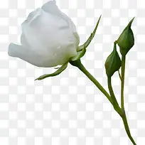 白色玫瑰花-空若网 白色玫瑰花-空若网